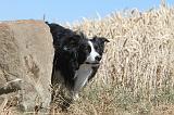 BORDER COLLIE 172